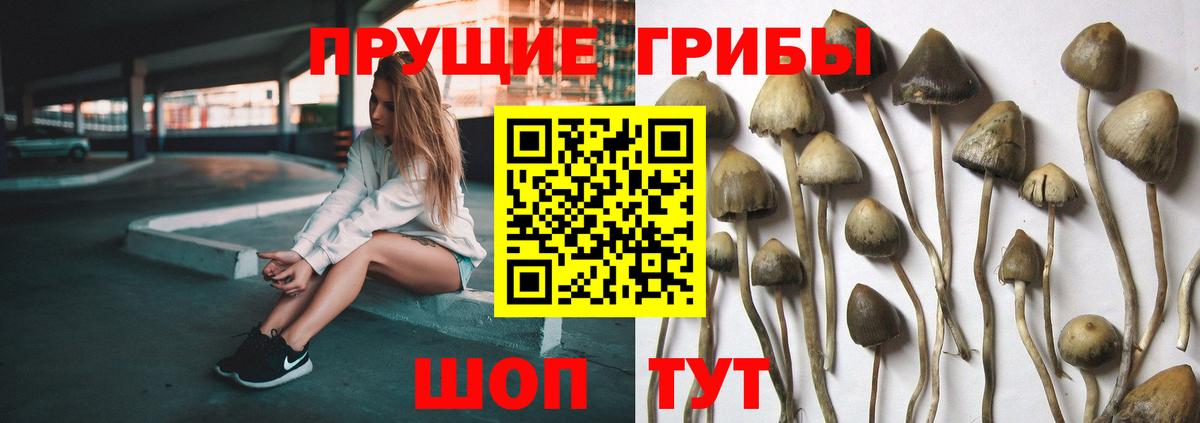 Псилоцибиновые грибы Psilocybine cubensis  Вход с VPN  Крымск 